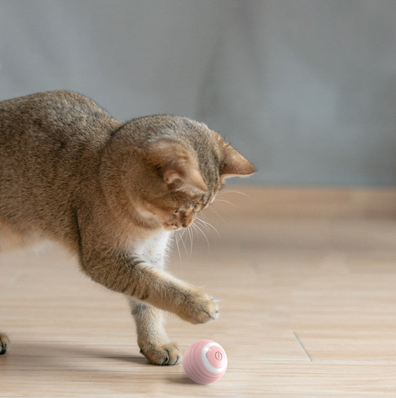 Self-Moving Kitten Toy